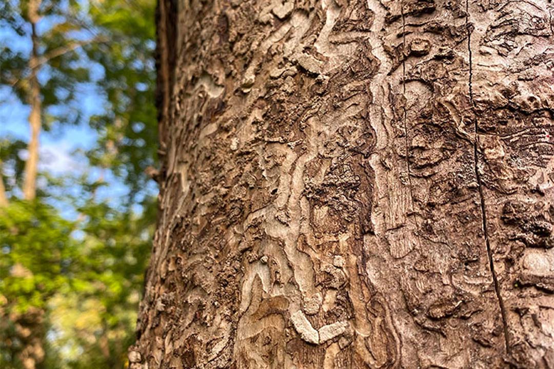 Emerald Ash Borer Treatment Emerald Ash Borer Treatment