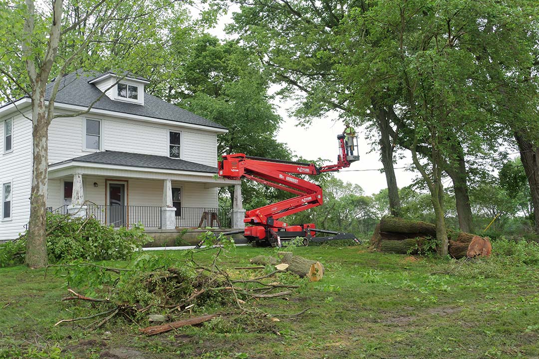 Tree and Bush Removal Tree and Bush Removal